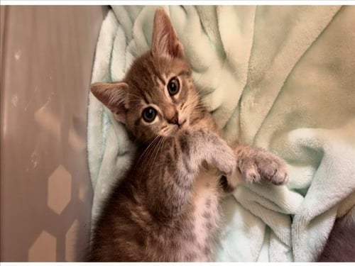 GOBI - Domestic Short Hair available for adoption