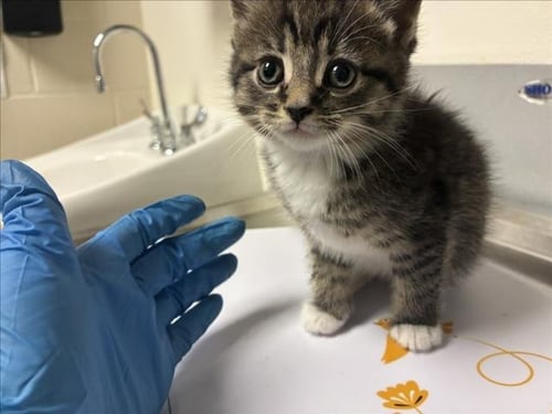 DIOR - Domestic Short Hair available for adoption