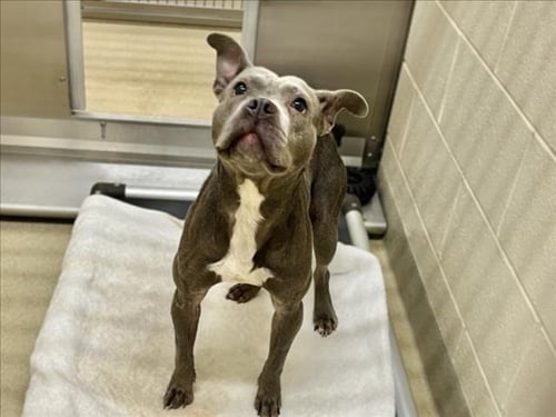 BLU - Pit Bull Terrier available for adoption