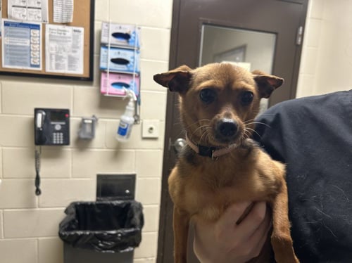 HENRIETTA - Chihuahua available for adoption