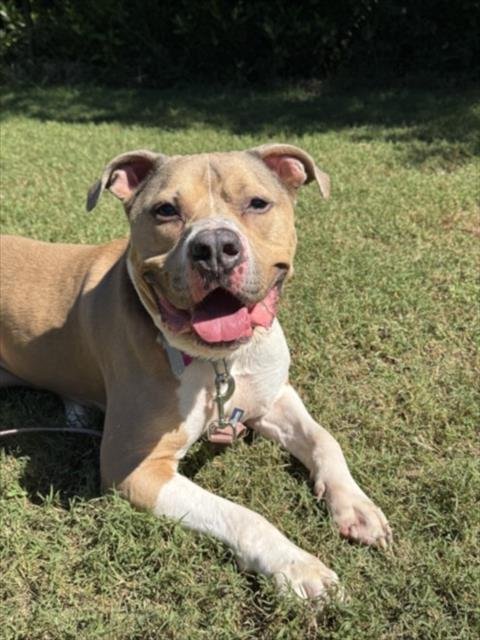 HAKU - Pit Bull Terrier available for adoption