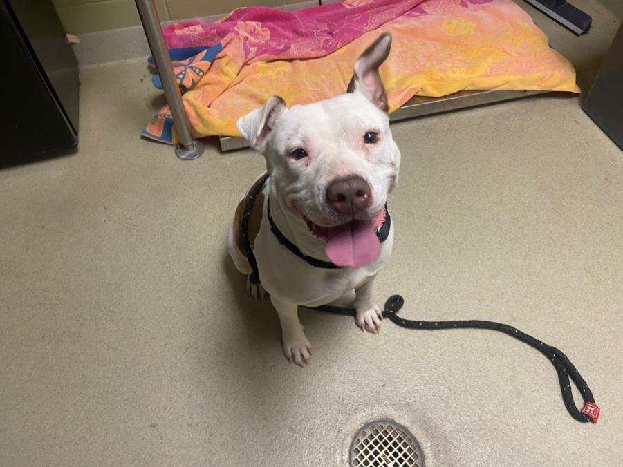 CICI** - Pit Bull Terrier available for adoption