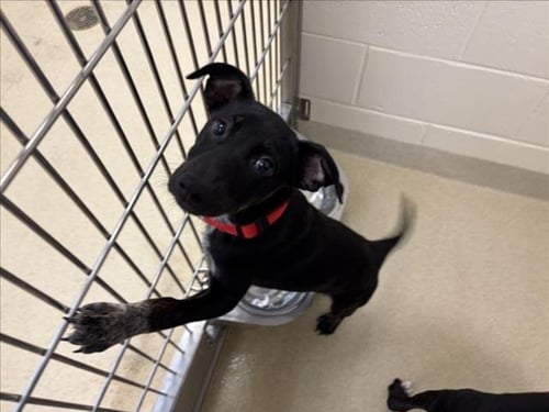 KIARA - Pit Bull Terrier available for adoption