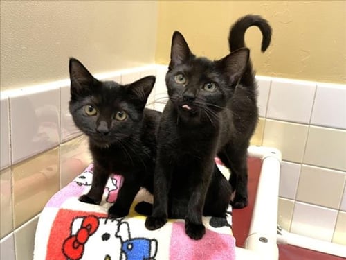 BUBBLES - Domestic Short Hair available for adoption