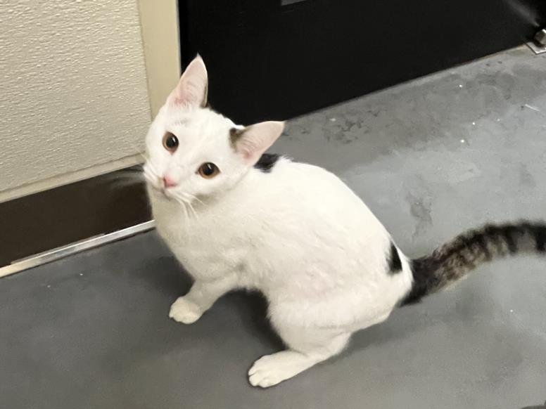 BLIZZARD - Domestic Short Hair available for adoption