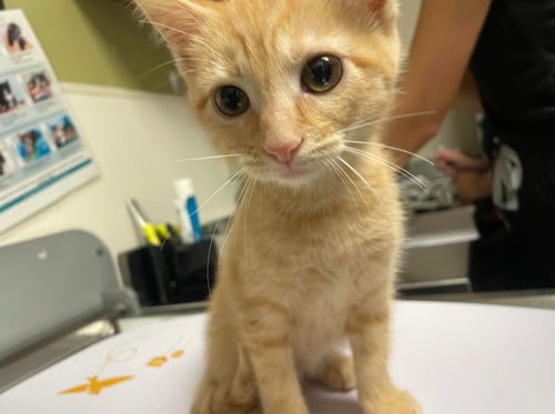MEOWMALADE - Domestic Short Hair available for adoption