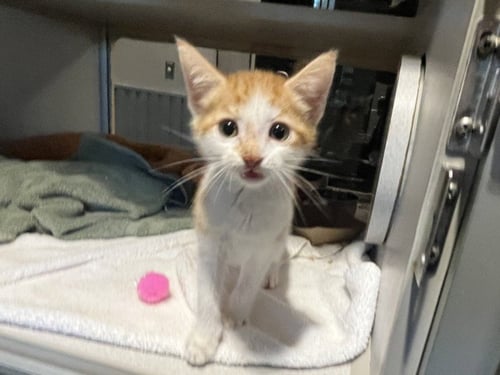 MR CUTIE - Domestic Short Hair available for adoption