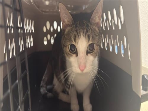 GUNNER - Domestic Short Hair available for adoption