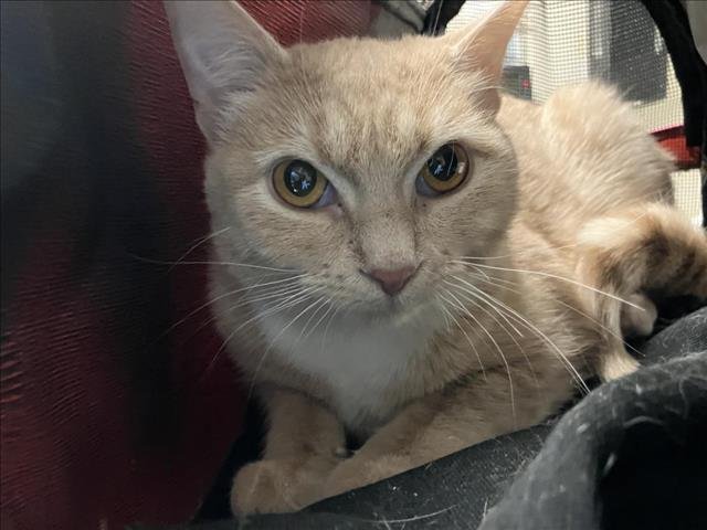 VIDIA - Domestic Short Hair available for adoption