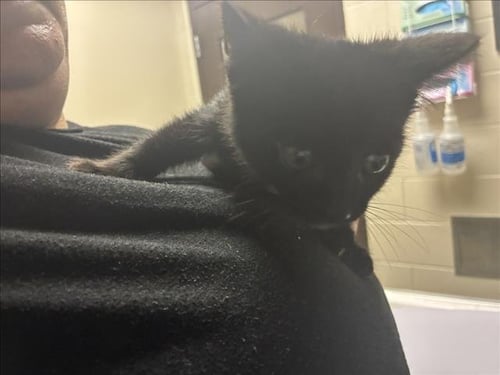 LOKI - Domestic Short Hair available for adoption