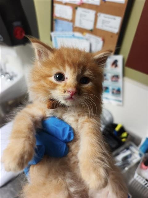 BROWN - Domestic Long Hair available for adoption