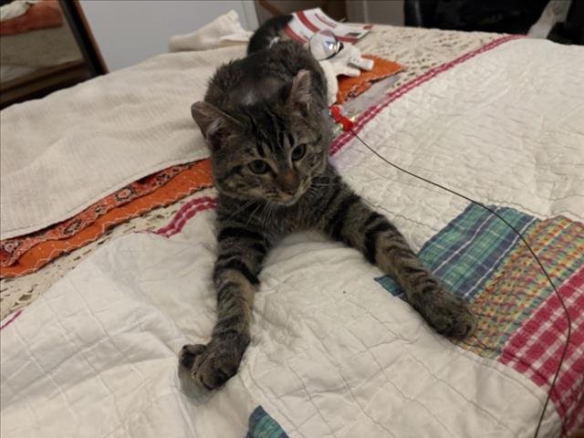 ANNIE - Domestic Short Hair available for adoption