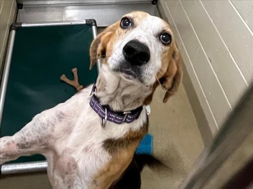 WERTHERS** - Hound available for adoption