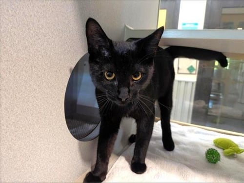 BAGHEERA - Domestic Short Hair available for adoption