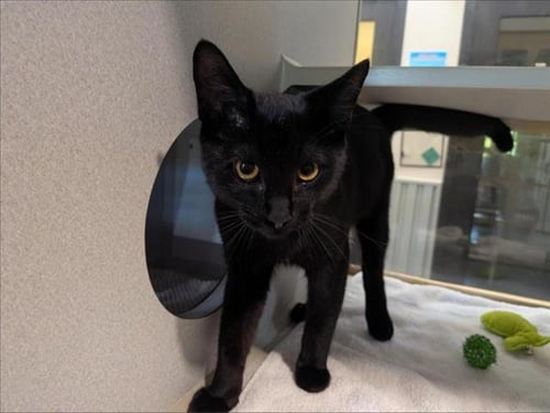 BAGHEERA - Domestic Short Hair available for adoption
