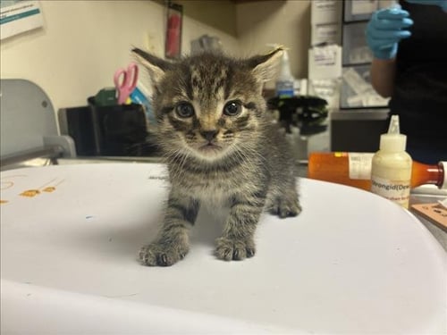 SENTINEL - Domestic Short Hair available for adoption