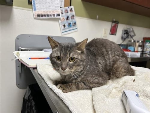 TAZ - Domestic Short Hair available for adoption