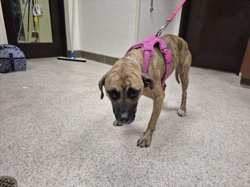 ZOEY - Pit Bull Terrier available for adoption