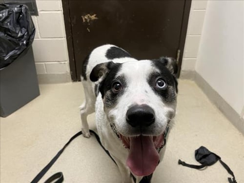 JACK - Husky available for adoption
