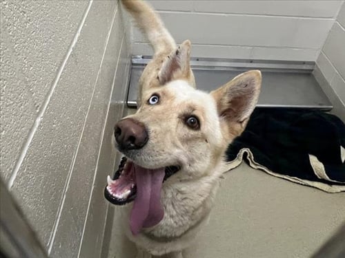 LOBO - Husky available for adoption