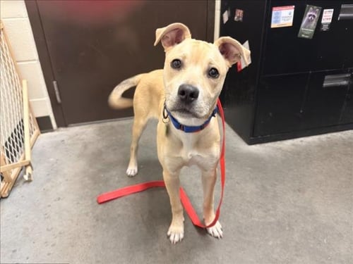 BLONDIE - Hound available for adoption