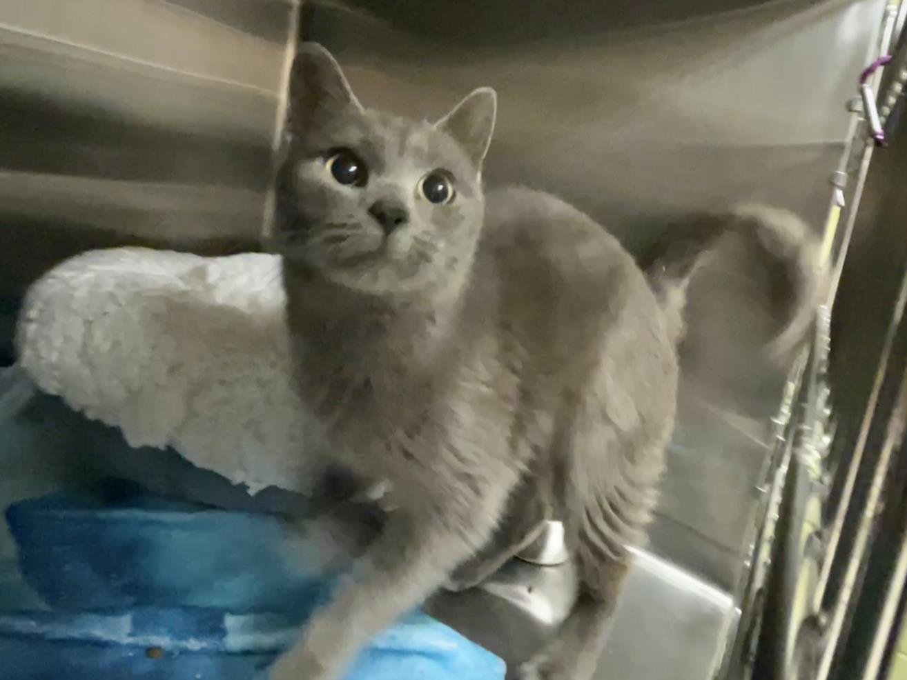 EDITH - Domestic Short Hair available for adoption