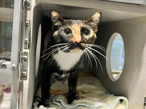 AMBROSIA - Domestic Short Hair available for adoption