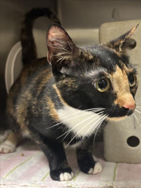 AMBROSIA - Domestic Short Hair available for adoption