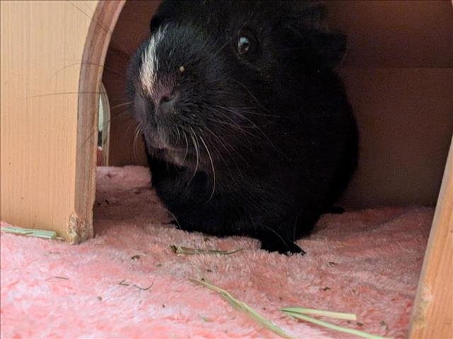ASHBURN - Guinea Pig available for adoption