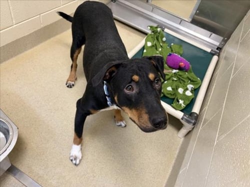 ARIANNA - Doberman Pinscher available for adoption
