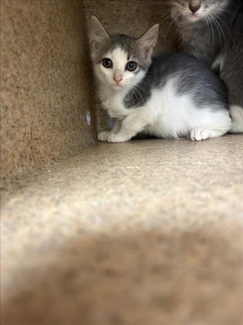 MAXIE - Domestic Short Hair available for adoption