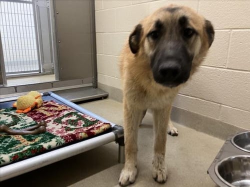 PRINCE ERIC - Great Pyrenees available for adoption