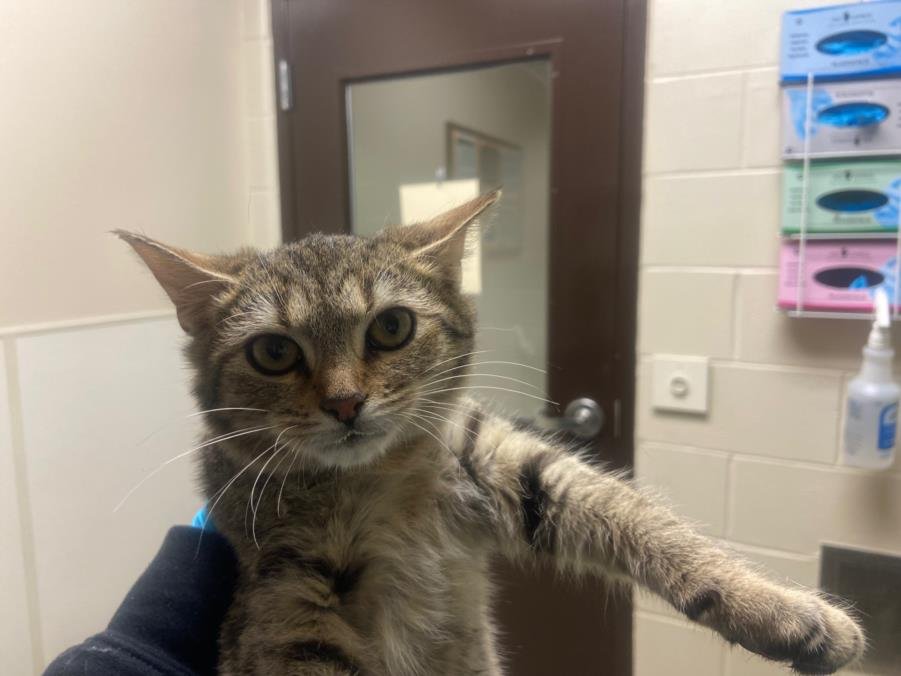 VINYASA - Domestic Short Hair available for adoption