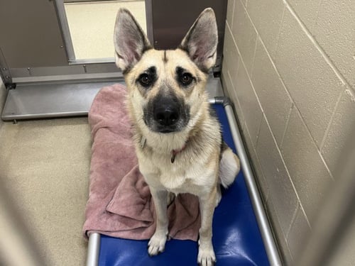 DUCHESS** - German Shepherd Dog available for adoption