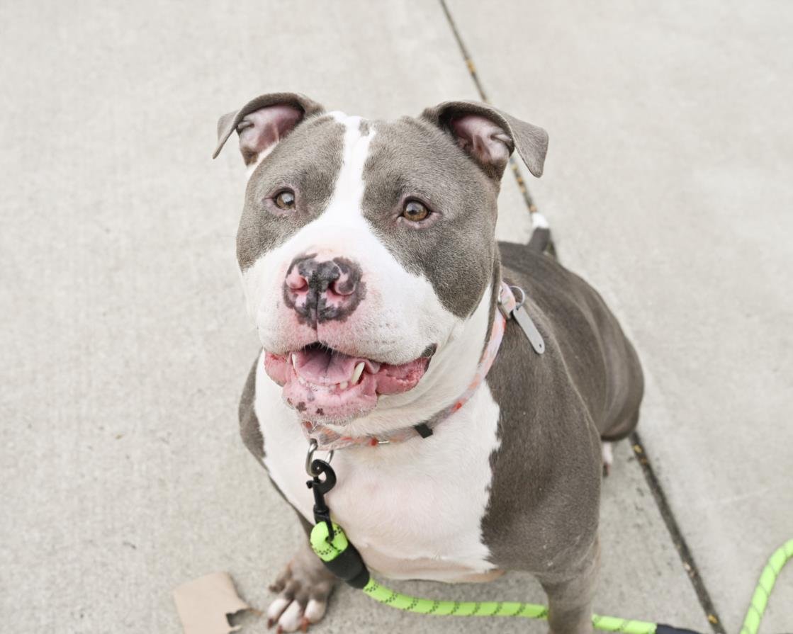 KWEEN - American Staffordshire Terrier available for adoption