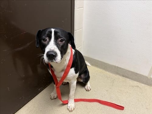 STEW - Hound available for adoption