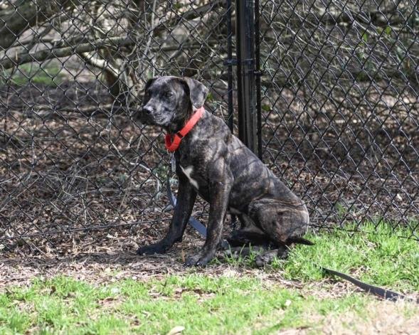 COLORADO - Hound available for adoption