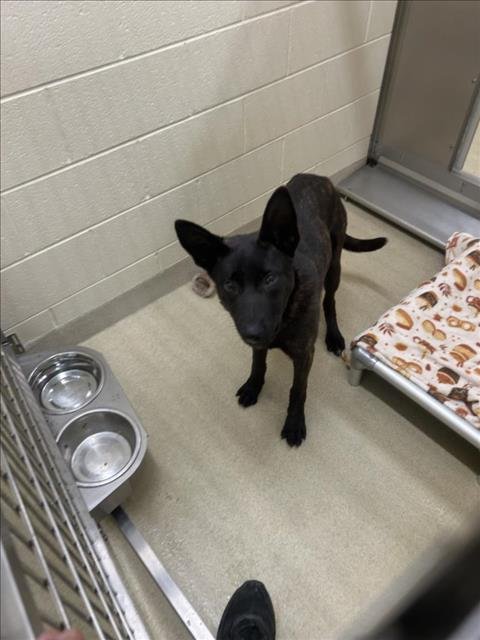 SHIRLEY - German Shepherd Dog available for adoption
