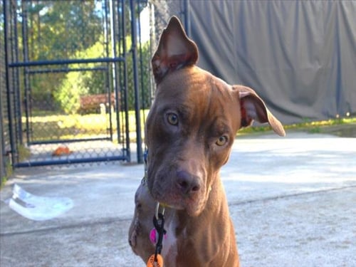 PIPER** - Pit Bull Terrier available for adoption