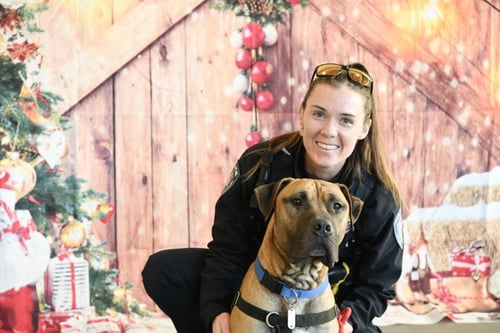 THANOS** - Presa Canario / Boxer available for adoption