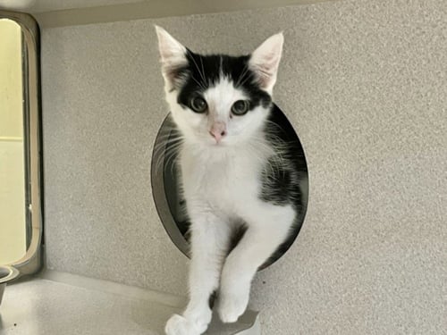 SWIFTPAW - Domestic Short Hair available for adoption
