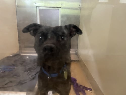 GRENCH - Pit Bull Terrier available for adoption