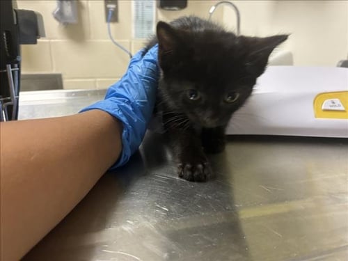 JENGA - Domestic Short Hair available for adoption