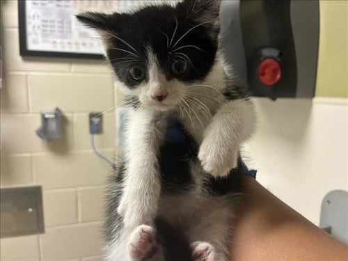 CHECKERS - Domestic Short Hair available for adoption