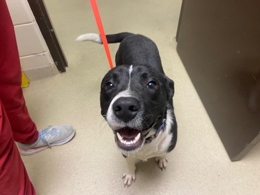 BLITZEN - Border Collie available for adoption