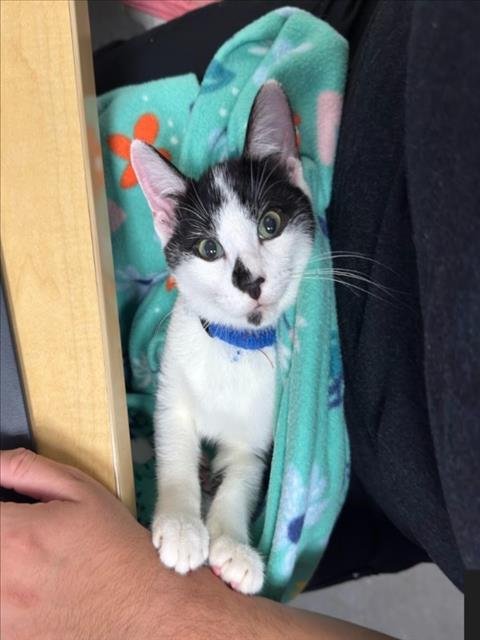 POD - Domestic Short Hair available for adoption