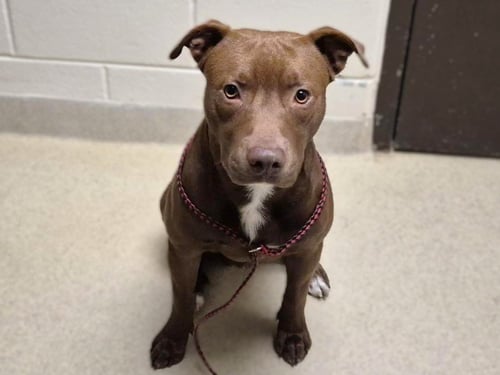 LITTLE BEAR - Pit Bull Terrier / Labrador Retriever available for adoption