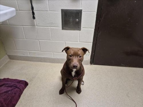 LITTLE BEAR - Pit Bull Terrier / Labrador Retriever available for adoption