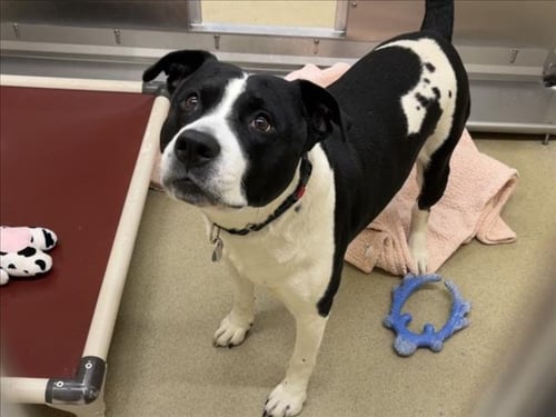 GUNTHER - Pit Bull Terrier available for adoption