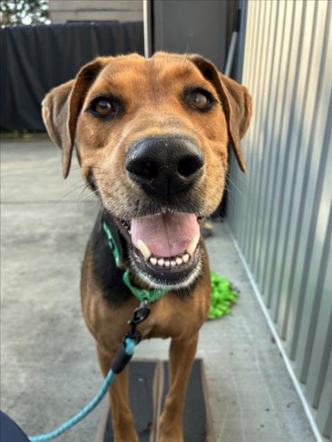 MR BEAR** - Hound available for adoption